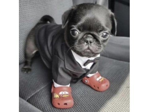Pug safkan köpeğimiz
