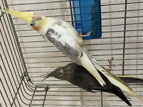 Sultan papağanı hazır takım