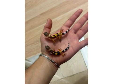 Leopard gecko