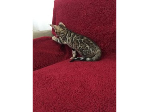 Show class bengal kedisi bebekler