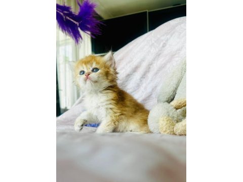 Safkan şecereli anne babadan golden british dişi ve erkek