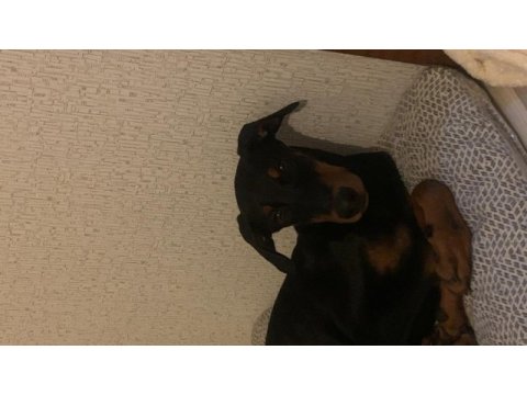 Yetiştirilmiş doberman köpeği