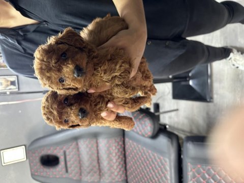 Bursa toy poodle