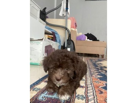 Güzel maltipoo oğlumuza eş arıyoruz