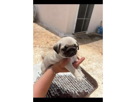 Pug mops orjinal kalıtelı yavrular
