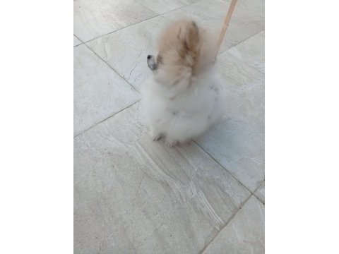 Minyatür pomeranian boo