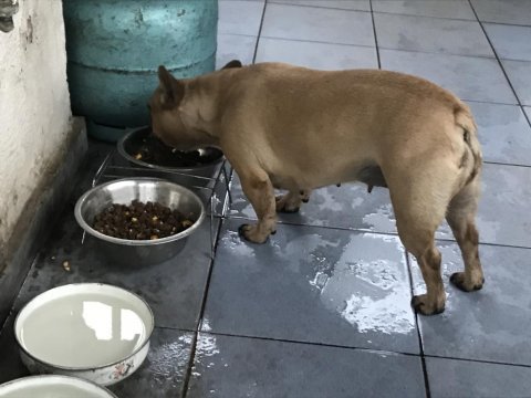 Anneli kızlı french bulldog