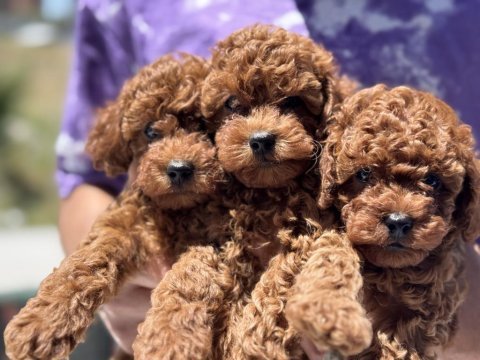 Ankaranın en seçkin minyatür poodle yavruları