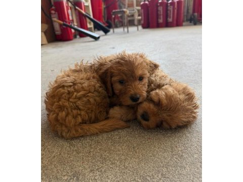 Maltipoo kalite yavrular ırk sağlık garantili