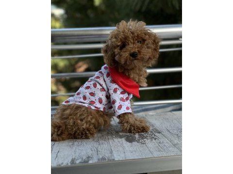 2 buçuk aylık tuvalet eğitimli red dişi poodle
