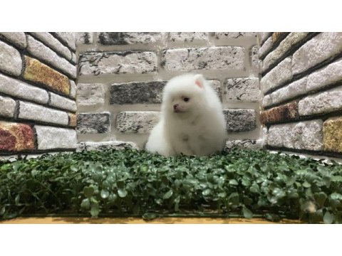 Pomeranian boo köpeğimiz