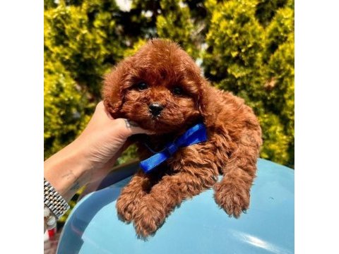 Sevimli toy poodle yavrularımız