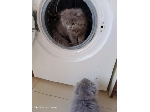 British longhair bebişim hazir