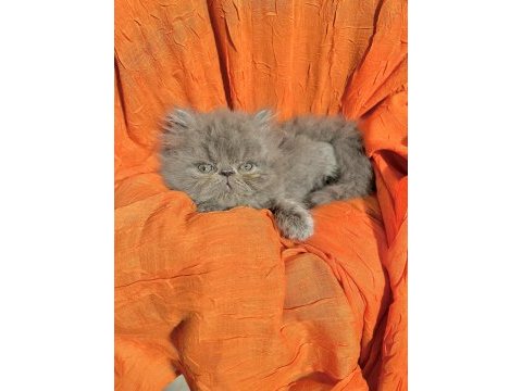 Safkan iran kedisi yavruları