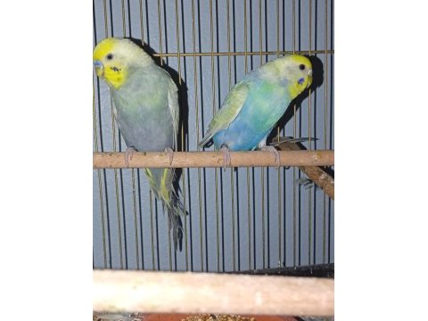 Rainbow takım muhabbet kuşu