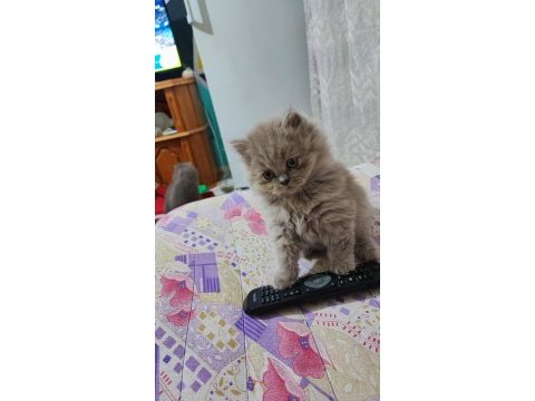 Prensesim ilansa british longhair