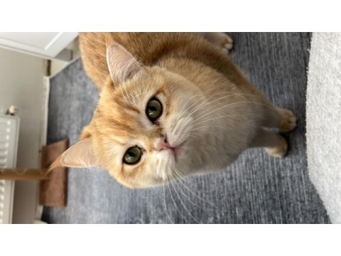 British ny12 erkek kedi