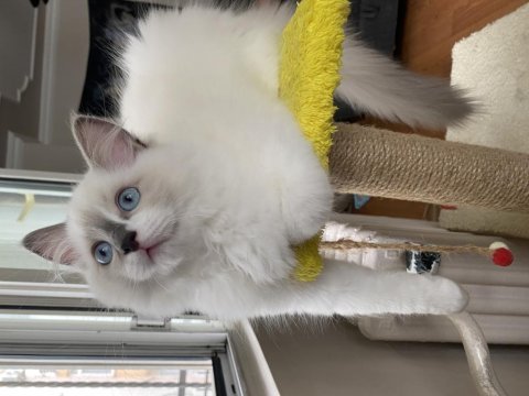 3 aylık erkek ragdoll yavru