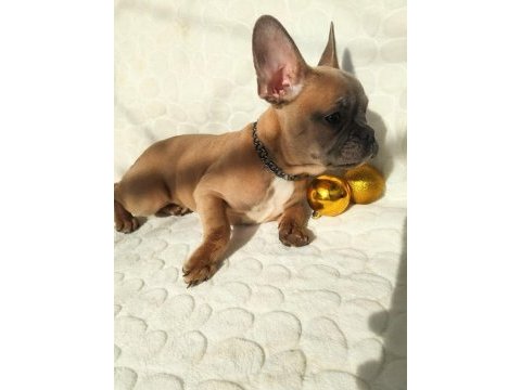 Güzeller güzeli french bulldog bebeklerimiz