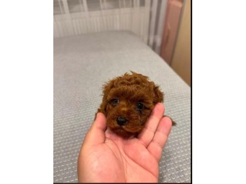 Mini mini toy poodle teacup