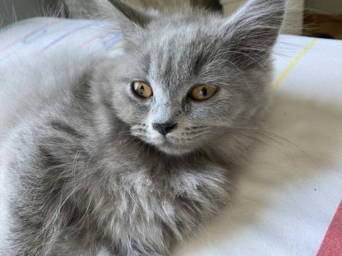 British blue point british bebekler