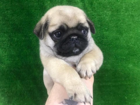 Irk ve sağlık garantili pug