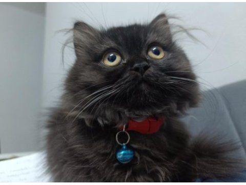 British shorthair kedim