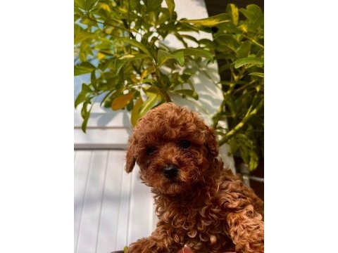 Poodle köpekler
