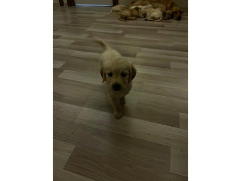 Dünya tatlısı golden retriever yavrularımız yuva arıyor