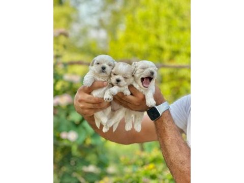 Korea teacup maltese yavrularımız