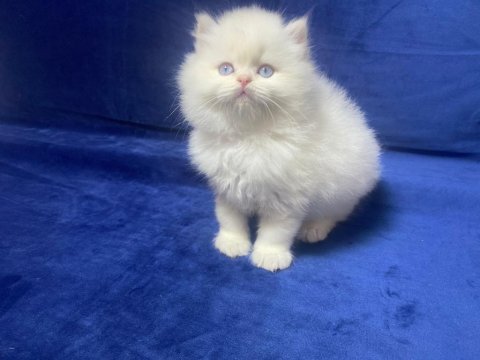 Blh py 1233 cinnamon erkek kedimiz