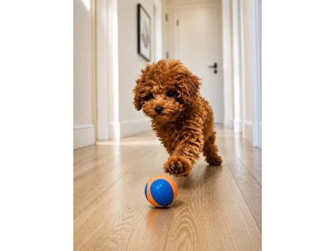 Dişi teacup toy poodle izmir