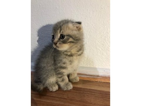 Anne scottish fold baba british shorthair