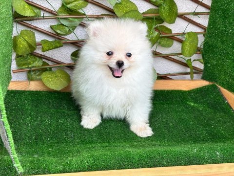 Pomeranian bebeksiz ev kalmasın