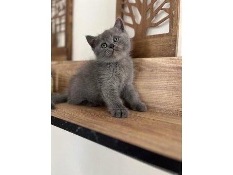 Orjinal ırkta, nadir bulunan bir cins british longhair