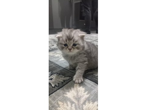 Scottish fold ve scottish longhair sahiplendirilecek
