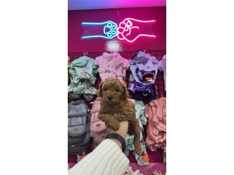 Red brown toy poodle yavrular
