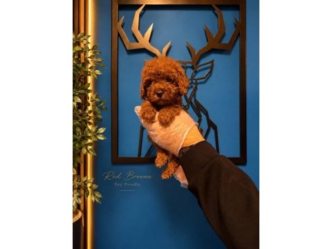 Irk garanti toy poodle yavrularımız