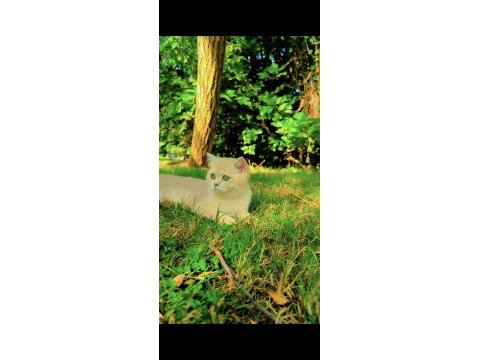 Safkan british shorthair