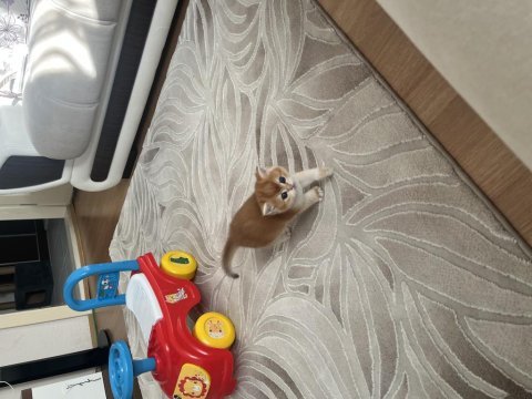 Ny11 erkek yavru british shorthair