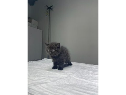 Tatlış britishler shorthair