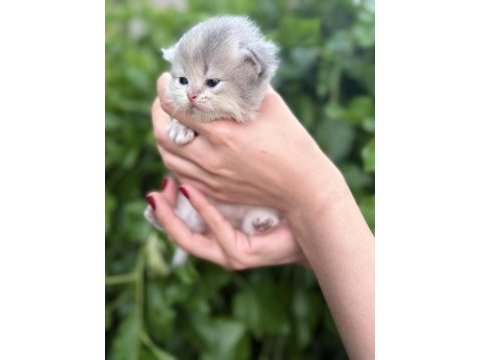 British longhair bebekler