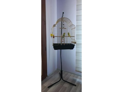 Bir dişi ve biri erkek yavru muhabbet kuşu ve kafes