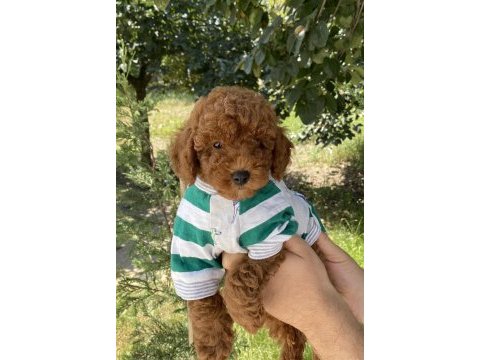 Toy poodle bebeklerim