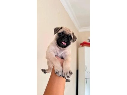 Irk ve sağlık garantili pug