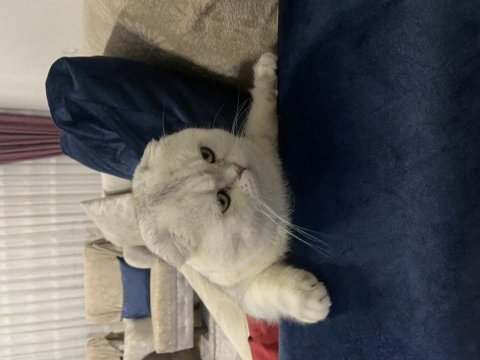 Scottish fold kedimiz acil yuvasını arıyor