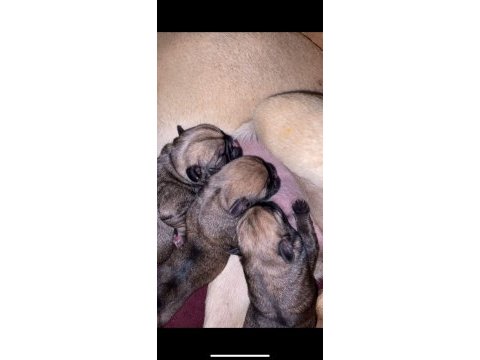 5 günlük pug yavruları