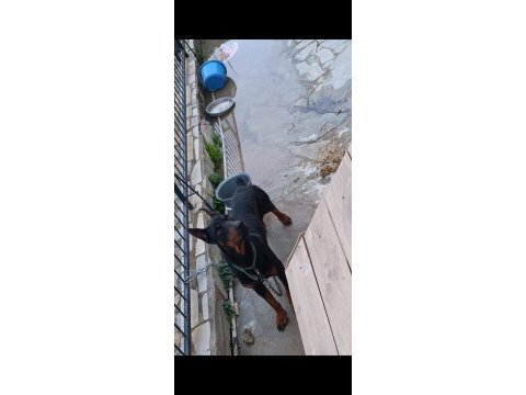 Yetişkin kaliteli doberman