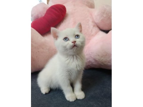 British shorthair erkek ve dişi beyaz