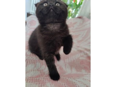 Scottish fold kara kızımız